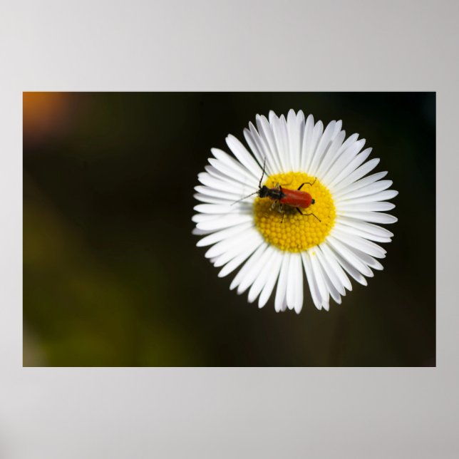 Red Beetle on White Daisy Macro Poster (Front)