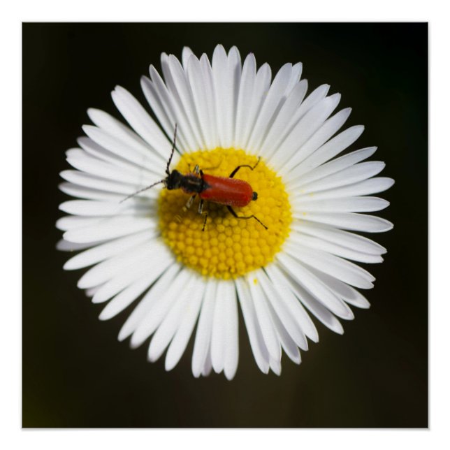 Red Beetle on White Daisy Macro Poster (Front)