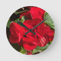 Red Begonia Hiemalis