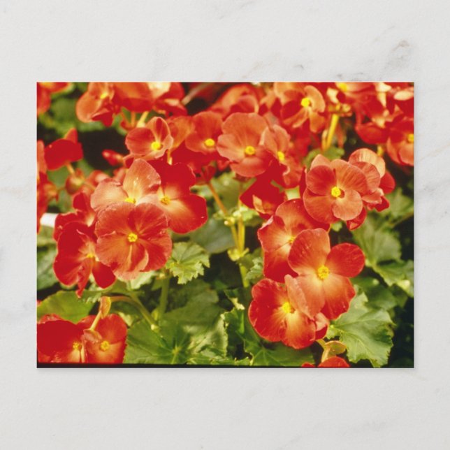 Red Begonia X Rex Cultorum (Rex Begonia) flowers Postcard (Front)