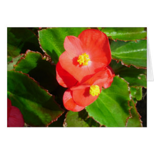 Red Begonias Card