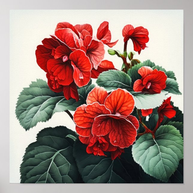 Red Begonias Flower Art Print Poster (Front)