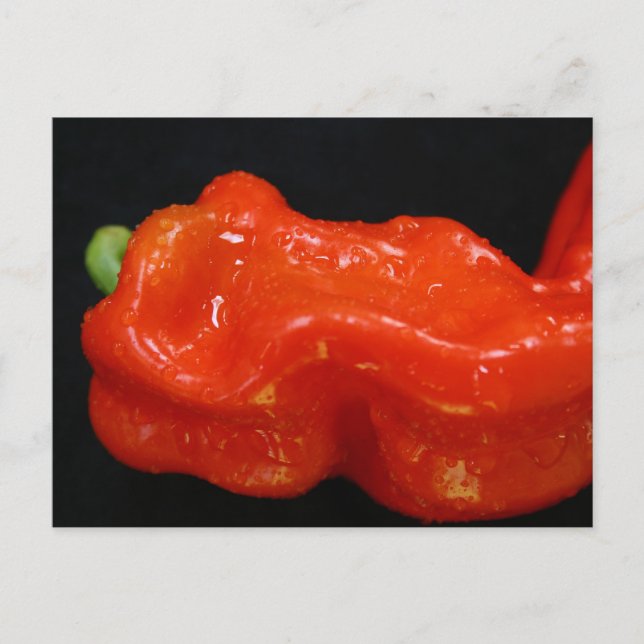 Red Bell Pepper Postcard (Front)