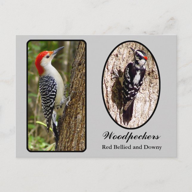 Red Bellied and Downy Woodpecker Postcard (Front)