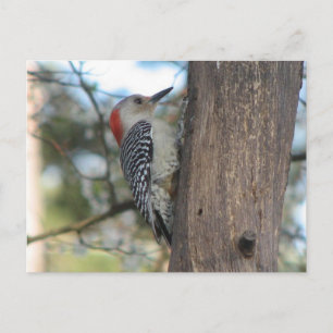 Red-bellied Female Postcard