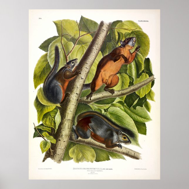 Red-bellied Squirrel (Mexican Grey Squirrel) Poster (Front)