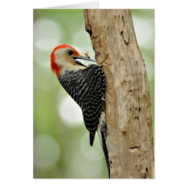 Red-Bellied Woodpecker (Front)