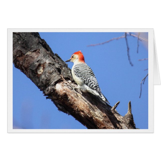 Red-bellied Woodpecker (Front Horizontal)