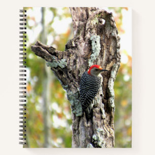 Red-Bellied Woodpecker - 8.5 x 11, 8.5 x 8.5, Notebook