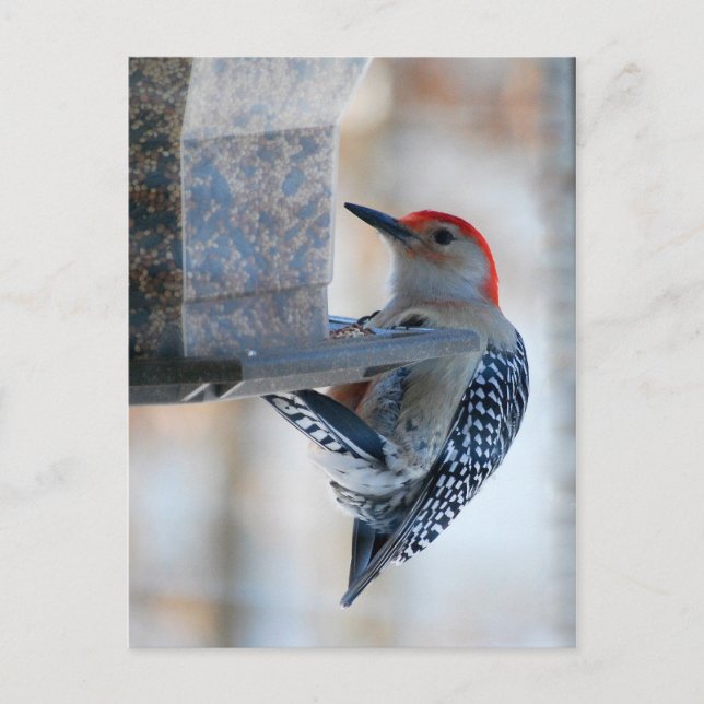 Red-bellied Woodpecker at Bird Feeder Postcard (Front)