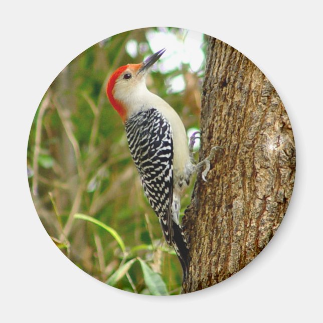 Red bellied Woodpecker Bird Magnet (Front)
