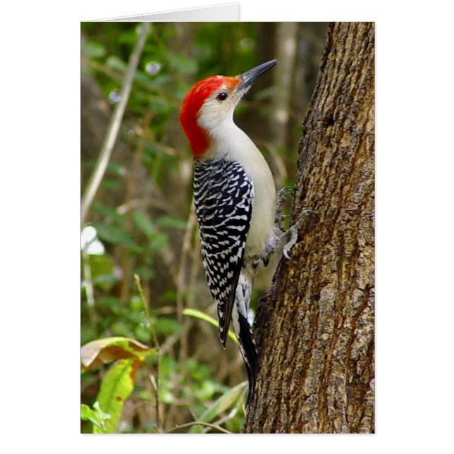 Red Bellied Woodpecker Card 3 (Front)