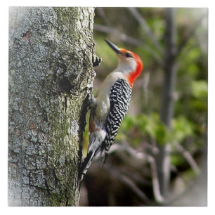 Red Bellied Woodpecker Ceramic Tile