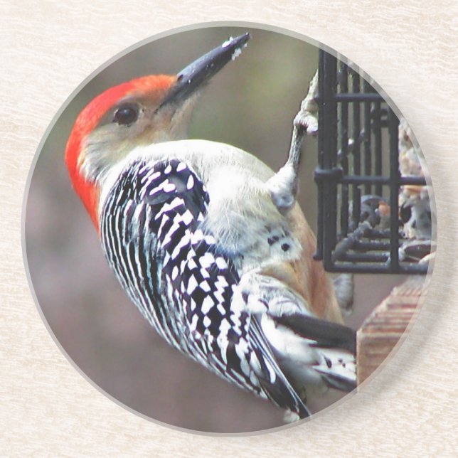 Red-bellied Woodpecker Coaster (Front)