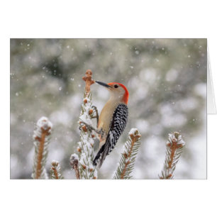 Red-bellied Woodpecker in the snow