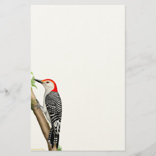 Red Bellied Woodpecker on a Branch Stationery