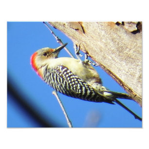 Red-bellied Woodpecker Photo Print