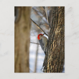 Red-Bellied Woodpecker Postcard