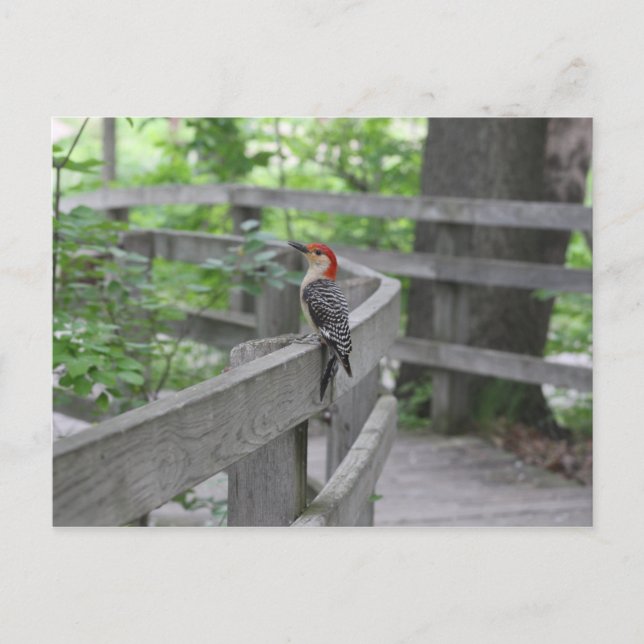 Red-bellied woodpecker postcard (Front)