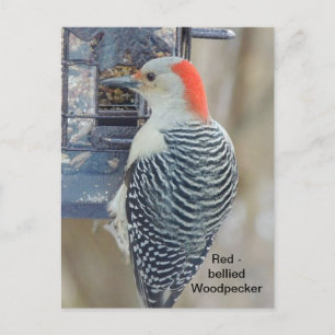 Red-bellied woodpecker postcard