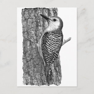 Red-bellied Woodpecker Postcard