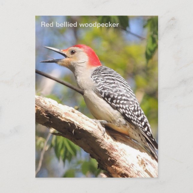 Red-bellied woodpecker postcard (Front)