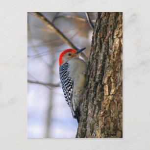 Red-Bellied Woodpecker Postcard