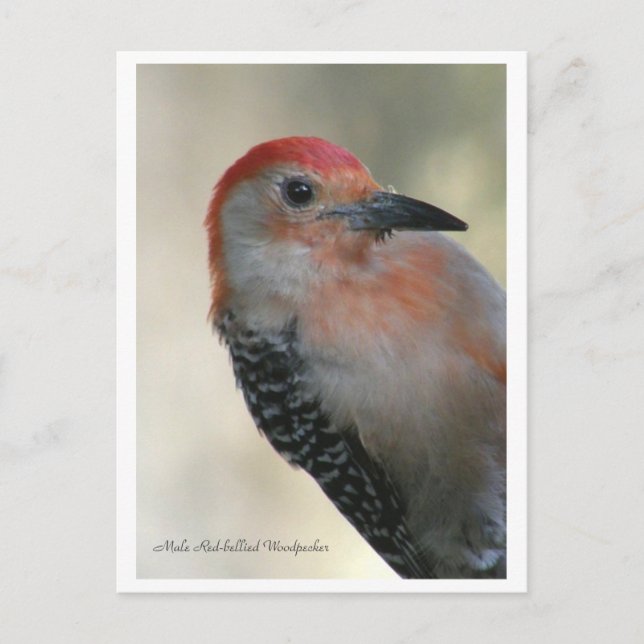 Red-bellied Woodpecker Postcard (Front)