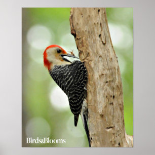 Red-Bellied Woodpecker Poster