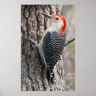 Red-Bellied Woodpecker Poster