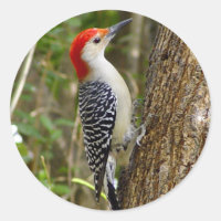 Red Bellied Woodpecker Sticker