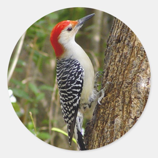 Red Bellied Woodpecker Sticker (Front)