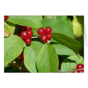 Red Berries