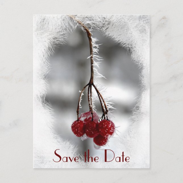 Red Berries and Frost Winter Wedding Save the Date Announcement Postcard (Front)