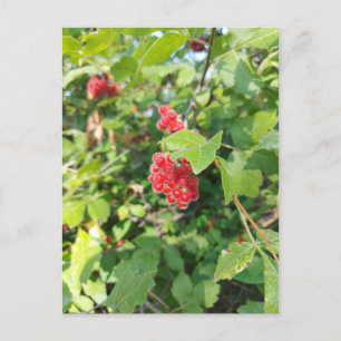 Red Berries Blank Card 