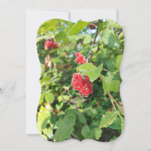 Red Berries Blank Card 