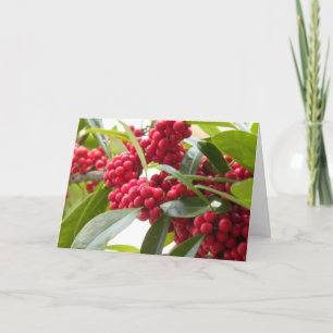 Red berries Christmas card