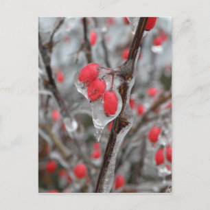Red Berries Encased in Ice Postcard