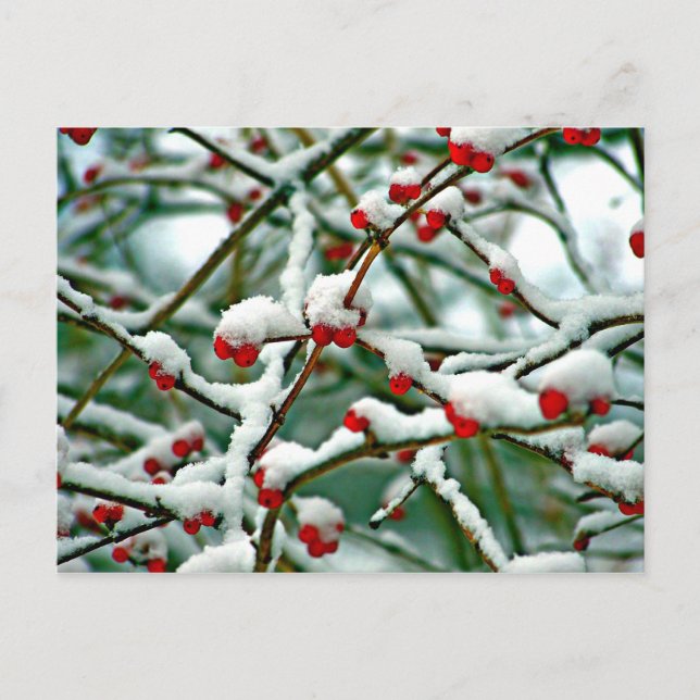 Red Berries in Snow Postcard (Front)