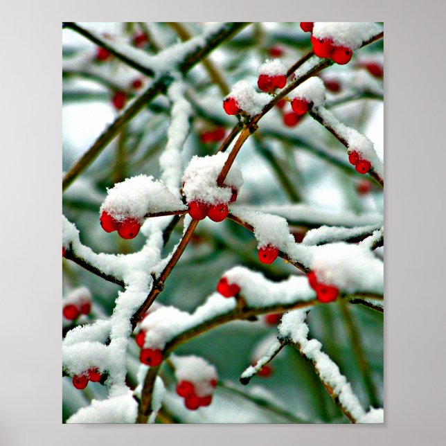 Red Berries in Snow Poster (Front)