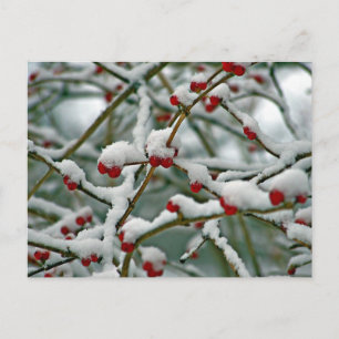 Red Berries in the Winter Snow Postcard