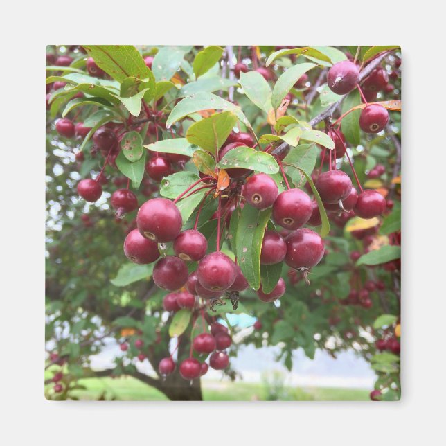 red berries magnet (Front)