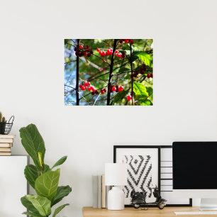 Red Berries on Tree Photo Print Poster