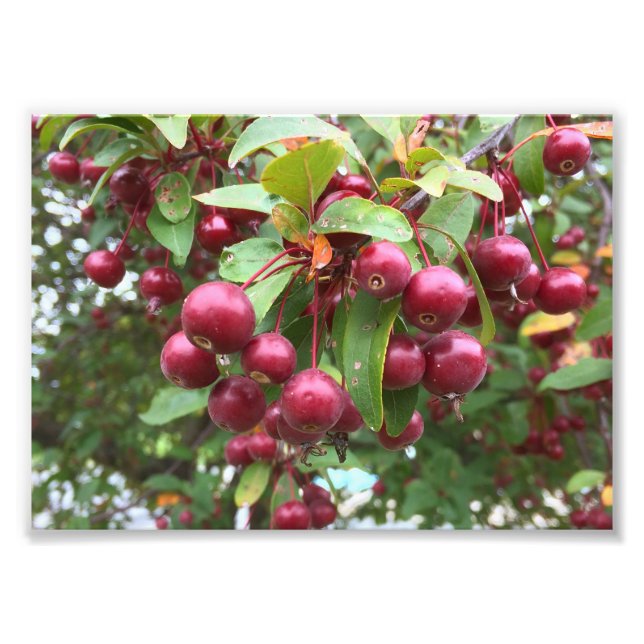 red berries photo print (Front)