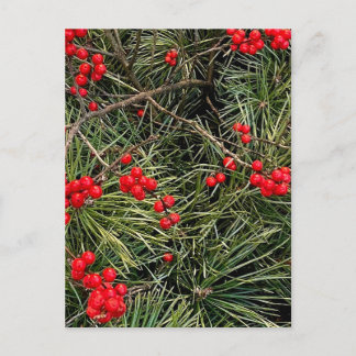 Red Berries Pine Needles Christmas  Postcard