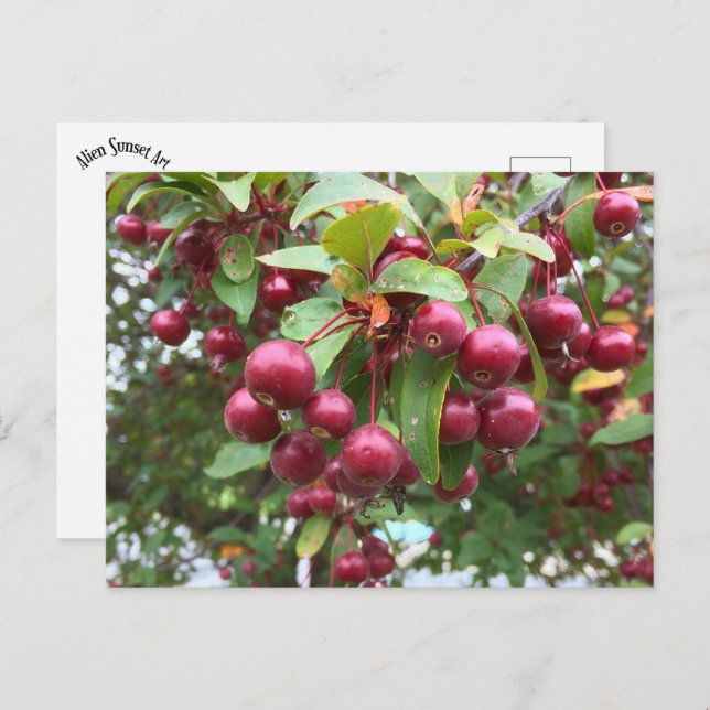 red berries postcard (Front/Back)