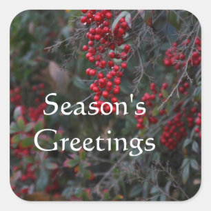 Red berries, Season's Greetings Square Sticker
