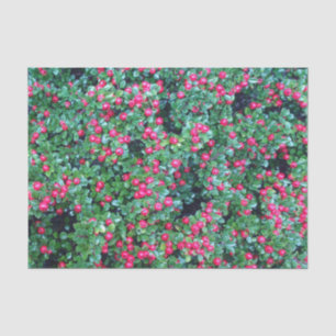 Red berries tissue paper
