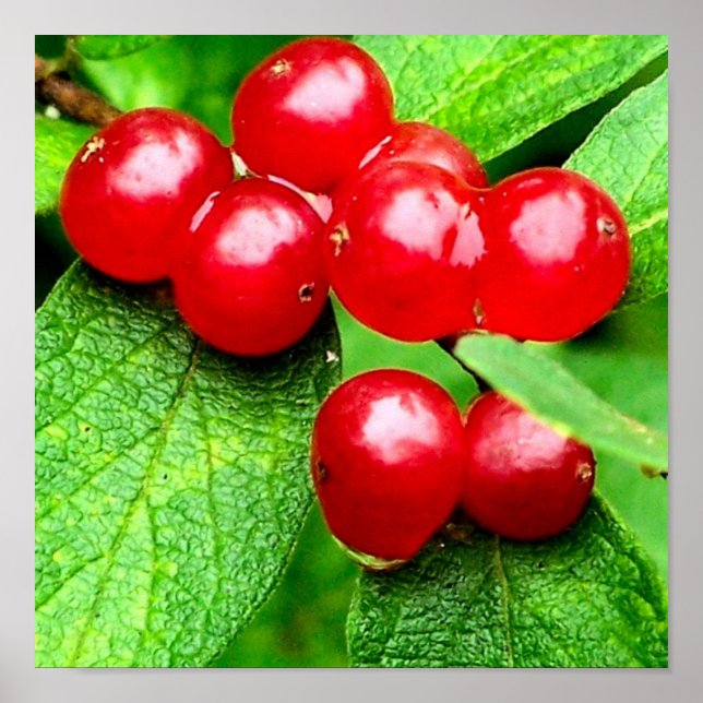 Red Berries With Raindrops Close Up Poster (Front)
