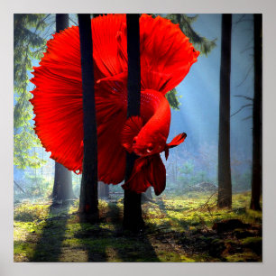 Red Betta Fish Poster
